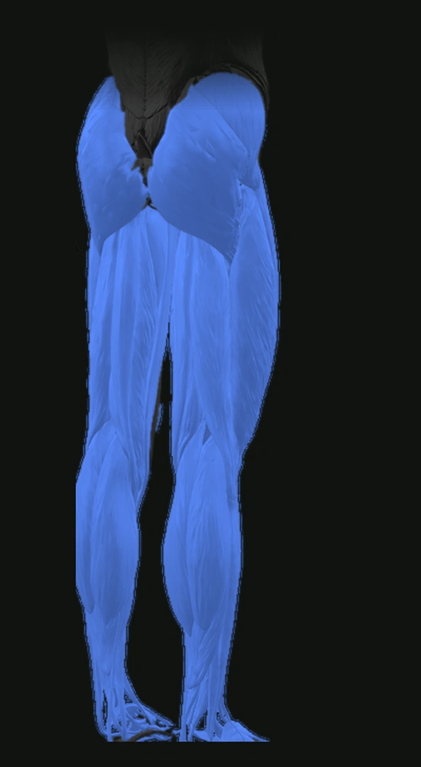 Rear lower-body anatomy view with the glutes, hamstrings, and calves highlighted in blue