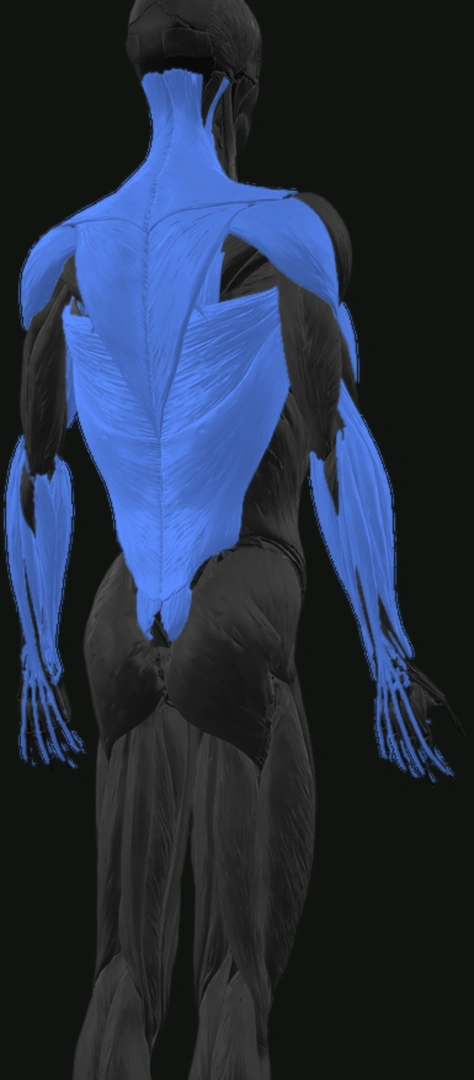 Rear anatomy view with the back, shoulders, and forearms highlighted in blue