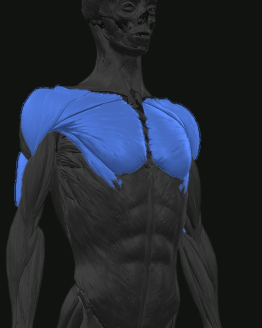 Front anatomy view with the chest, shoulders, and triceps highlighted in blue
